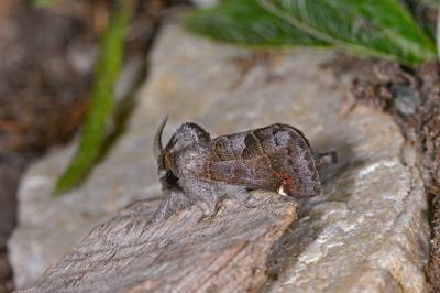 Clostera pigra