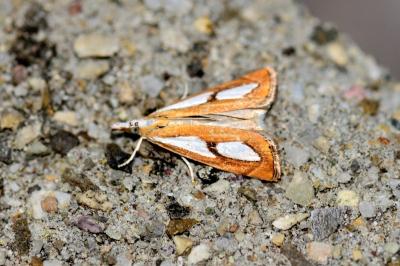 Catoptria pinella