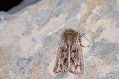 Mythimna anderreggii
