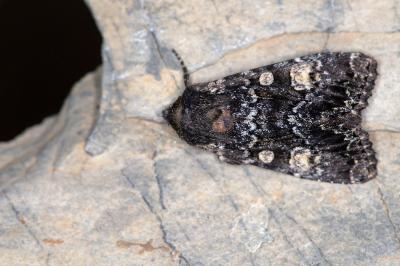 Apamea rubrirena