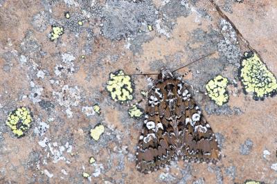 Hadena albimacula