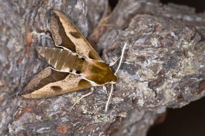 Hyles euphorbiae
