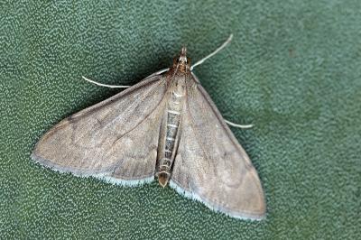 Anania terrealis
