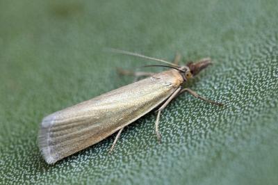 Crambus perlellus