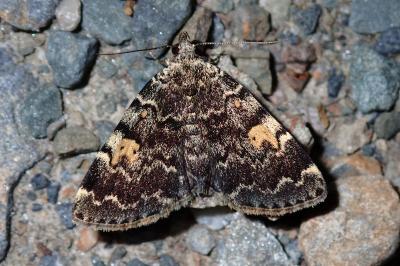 Idia calvaria