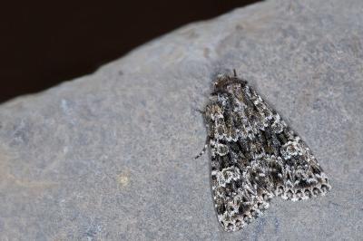 Polymixis polymita