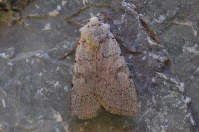 Xestia ashworthii