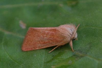 Denticucullus pygmina