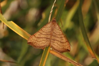 Carsia lythoxylata