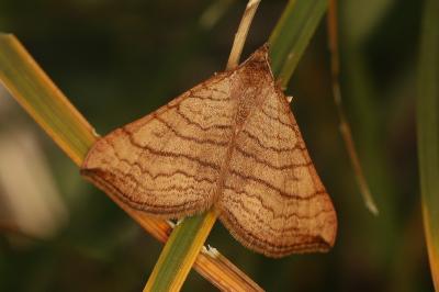 Carsia lythoxylata
