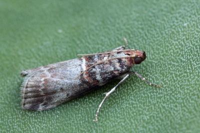 Acrobasis advenella