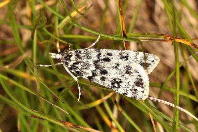 Eudonia vallesialis