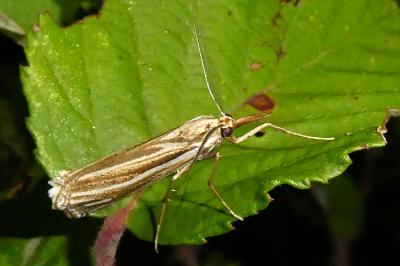 Ancylolomia palpella