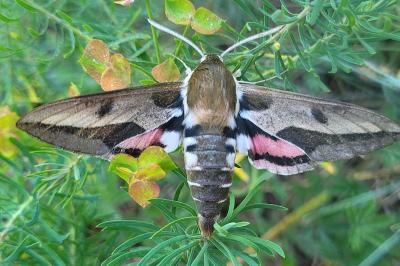 Hyles euphorbiae