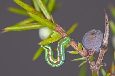 Thera juniperata