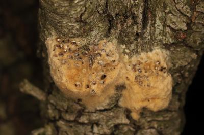 Lymantria dispar