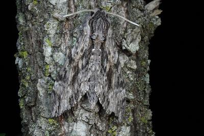 Agrius convolvuli