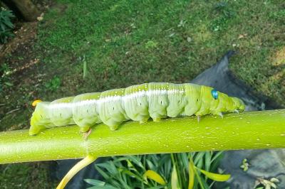 Daphnis nerii