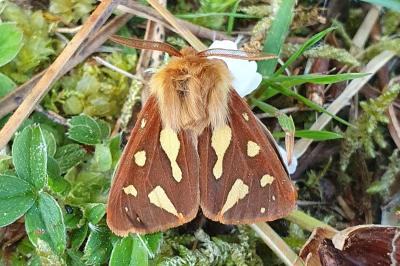 Arctia testudinaria