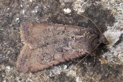 Peridroma saucia