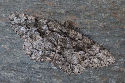 Peribatodes ilicaria ilicaria