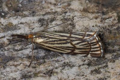Chrysocramboides craterellus