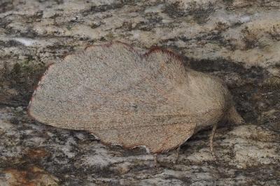 Phyllodesma suberifolia