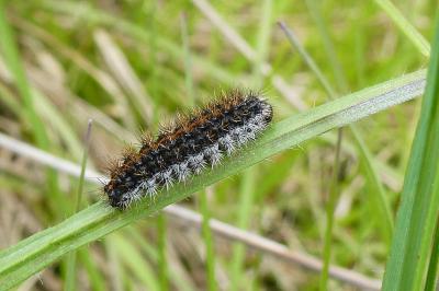 Spiris striata