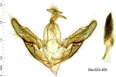 Phaiogramma etruscaria