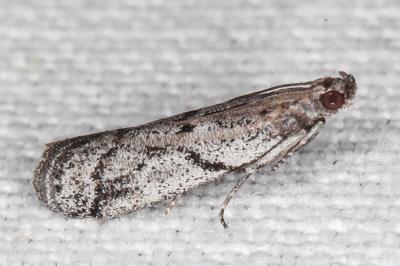 Ephestia mistralella