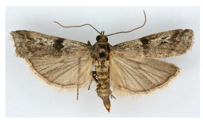 Ephestia welseriella