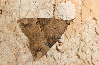 Hypena palpalis