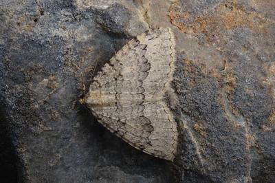 Triphosa tauteli