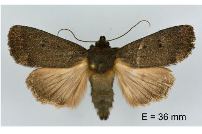 Amphipyra tragopoginis