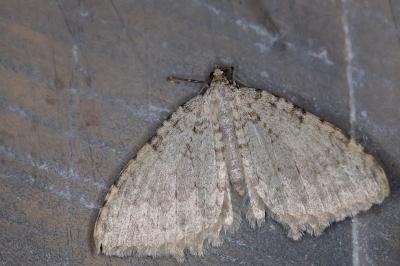 Triphosa sabaudiata
