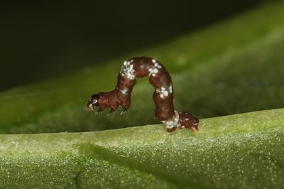 Cepphis advenaria