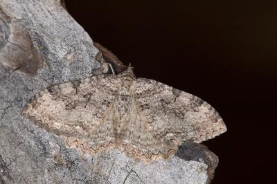 Rheumaptera cervinalis barbuti