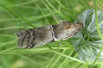 Alophia combustella