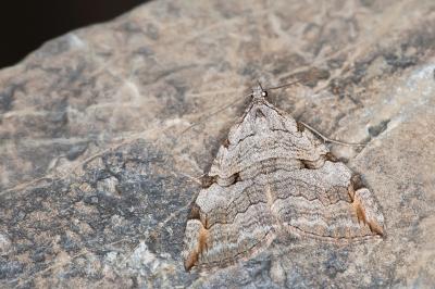 Aplocera plagiata