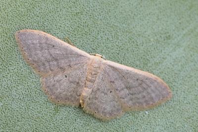 Idaea distinctaria