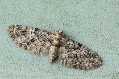 Eupithecia dodoneata