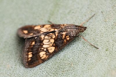 Evergestis politalis