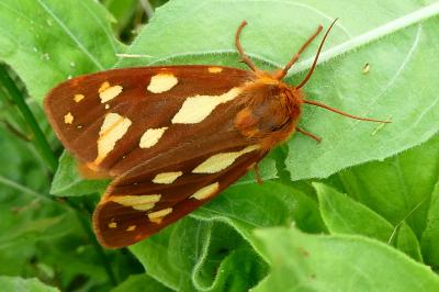 Arctia testudinaria