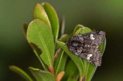 Coranarta cordigera