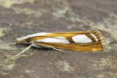 Catoptria permutatellus