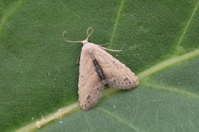 Araeopteron ecphaea