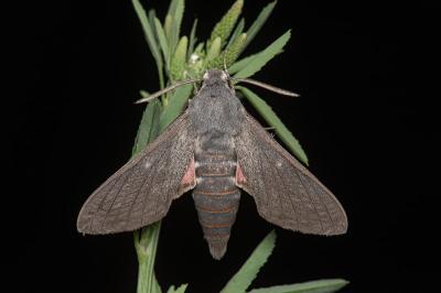 Hyles vespertilio