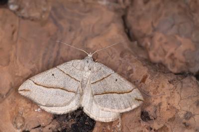 Scotopteryx mucronata