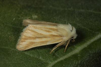 Oria musculosa