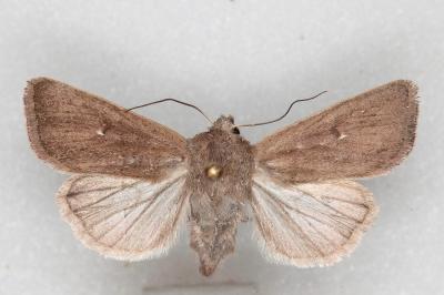 Mythimna sicula